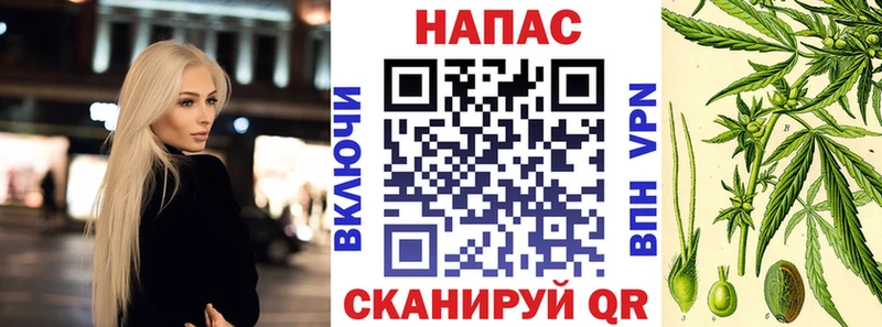 Конопля гибрид  Сорочинск 